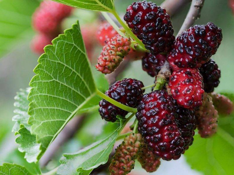 Шелковица купить саженцы из питомнике в Белорецке