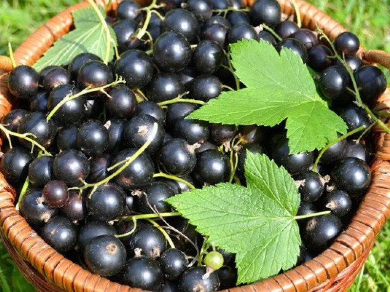 Смородина купить саженцы из питомника в Белорецке