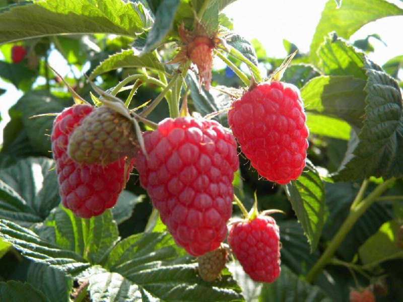 Малина купить саженцы из питомника в Белорецке