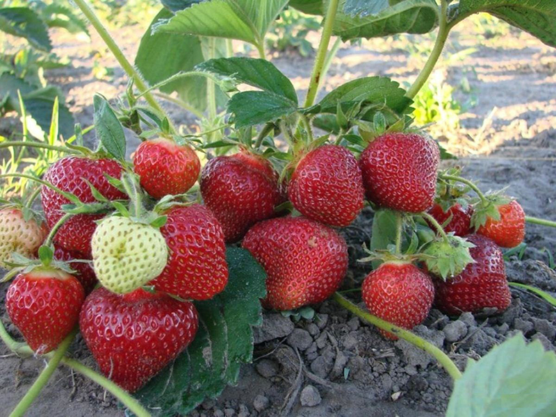 Клубника купить саженцы из питомника в Белорецке