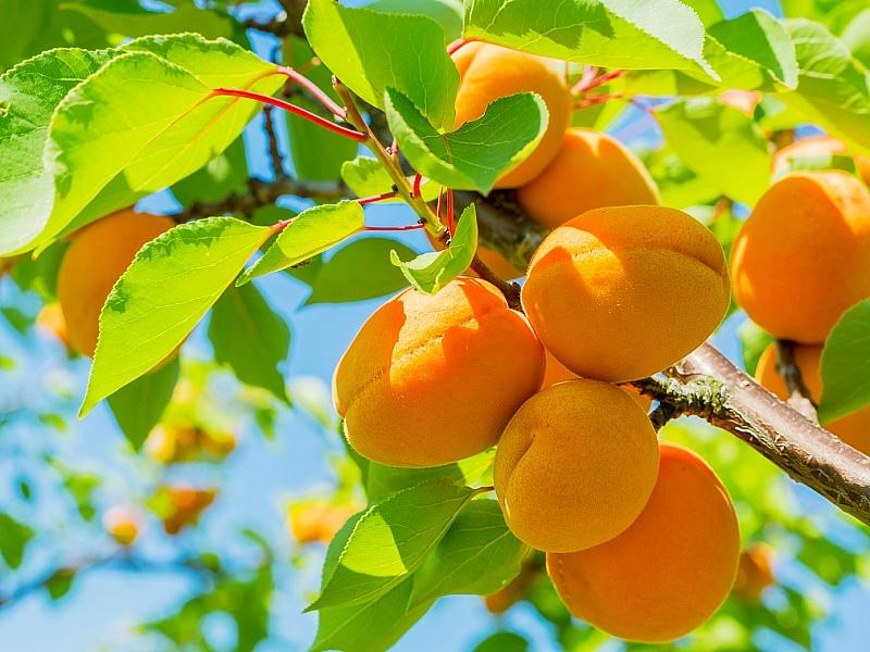 Абрикос купить саженцы из питомнике в Белорецке