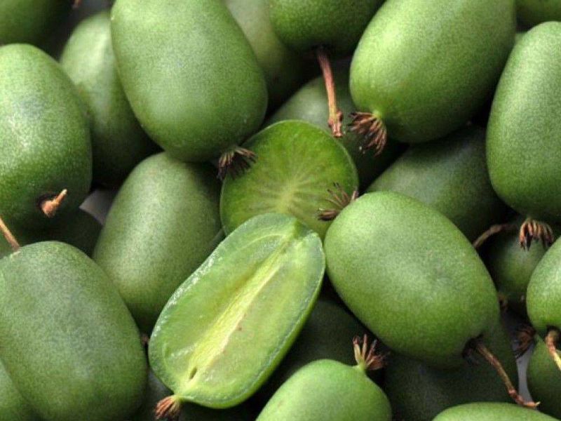 Актинидия купить саженцы из питомнике в Белорецке