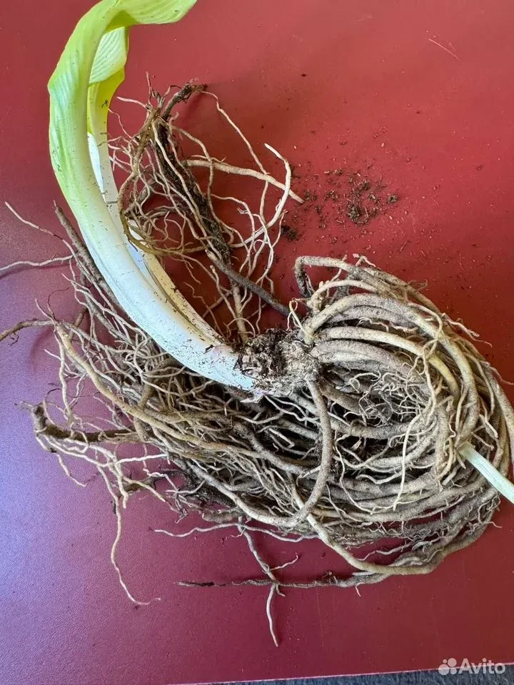 Хоста "СТРИПТИЗ"