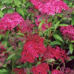 Спирея "ДАРТС РЕД" (стакан Р9)