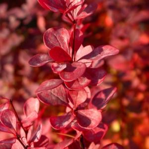 Барбарис "ВЕНИС"