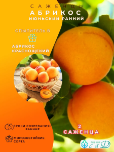 Абрикос Июньский и Краснощёкий 2 шт