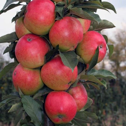 Яблоня колоновидная "ВАЛЮТА"